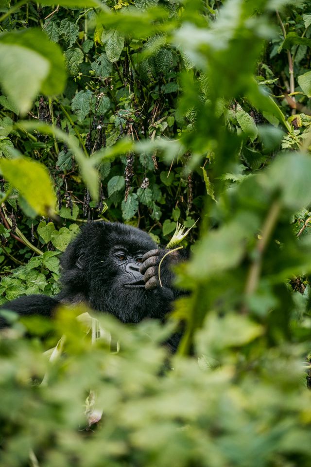 Mountain Gorilla Trekking
